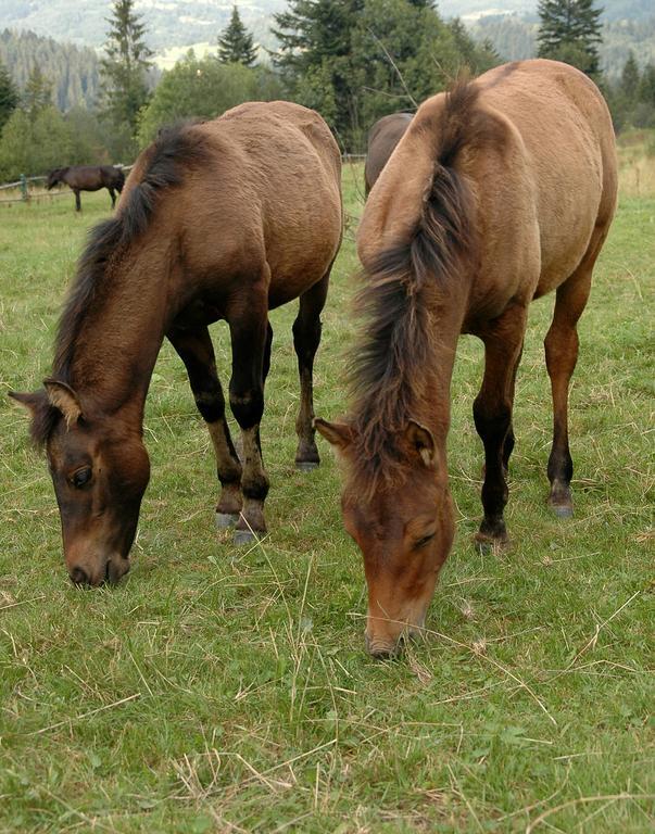 Osrodek Beskid Fizjo & Spa คอร์เบียลุฟ ภายนอก รูปภาพ